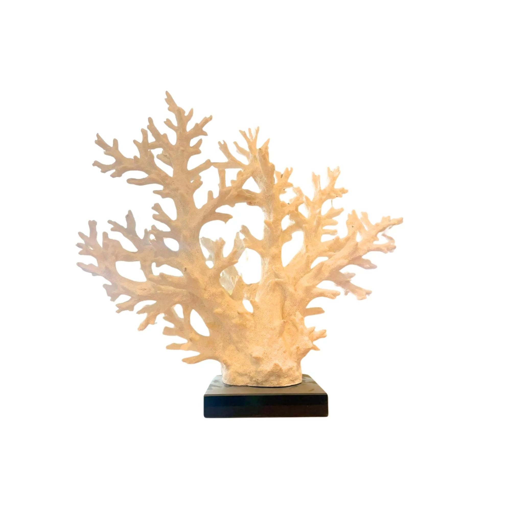 corals
