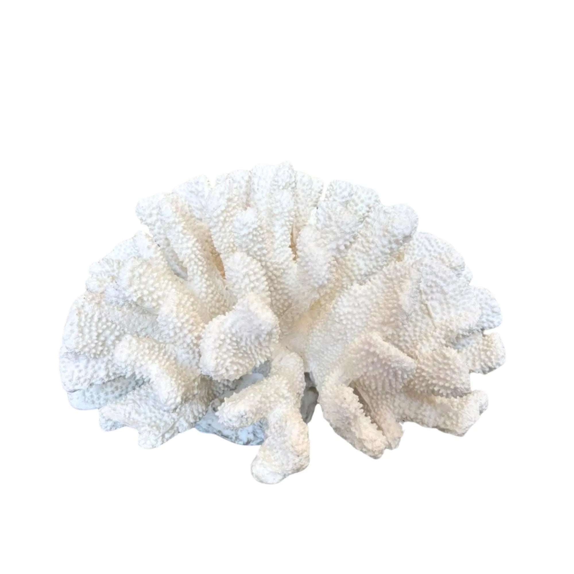 CORALS RESIN WHITE-CY18480 | NEW IN