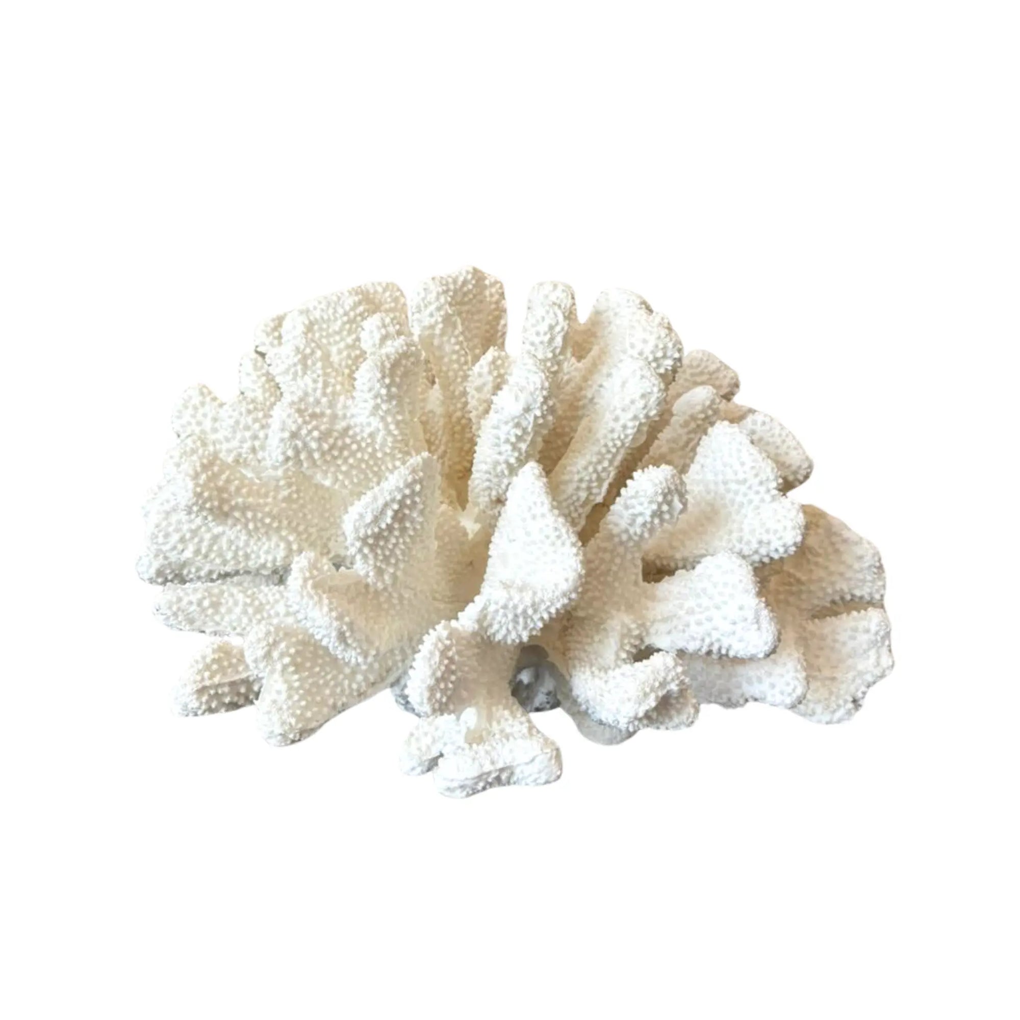 corals