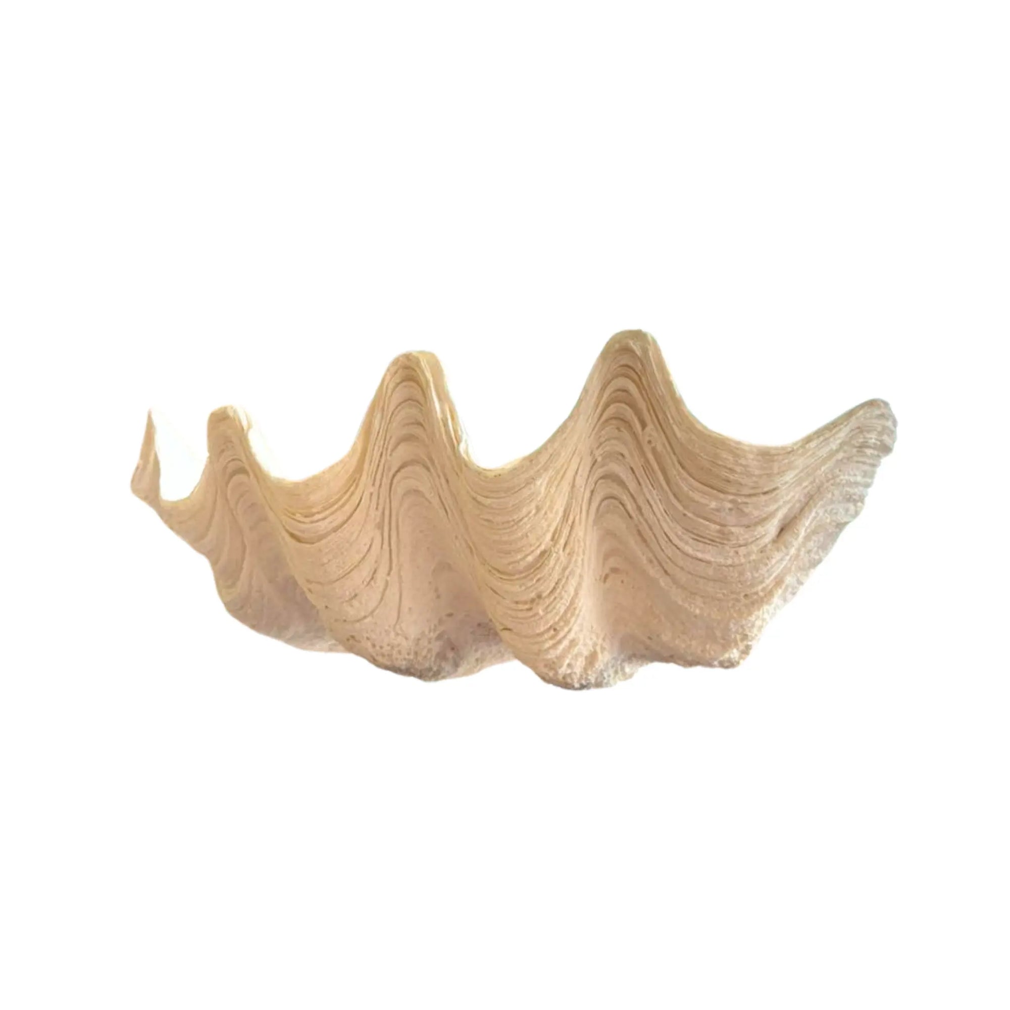 CORALS RESIN WHITE-CY18068 | NEW IN