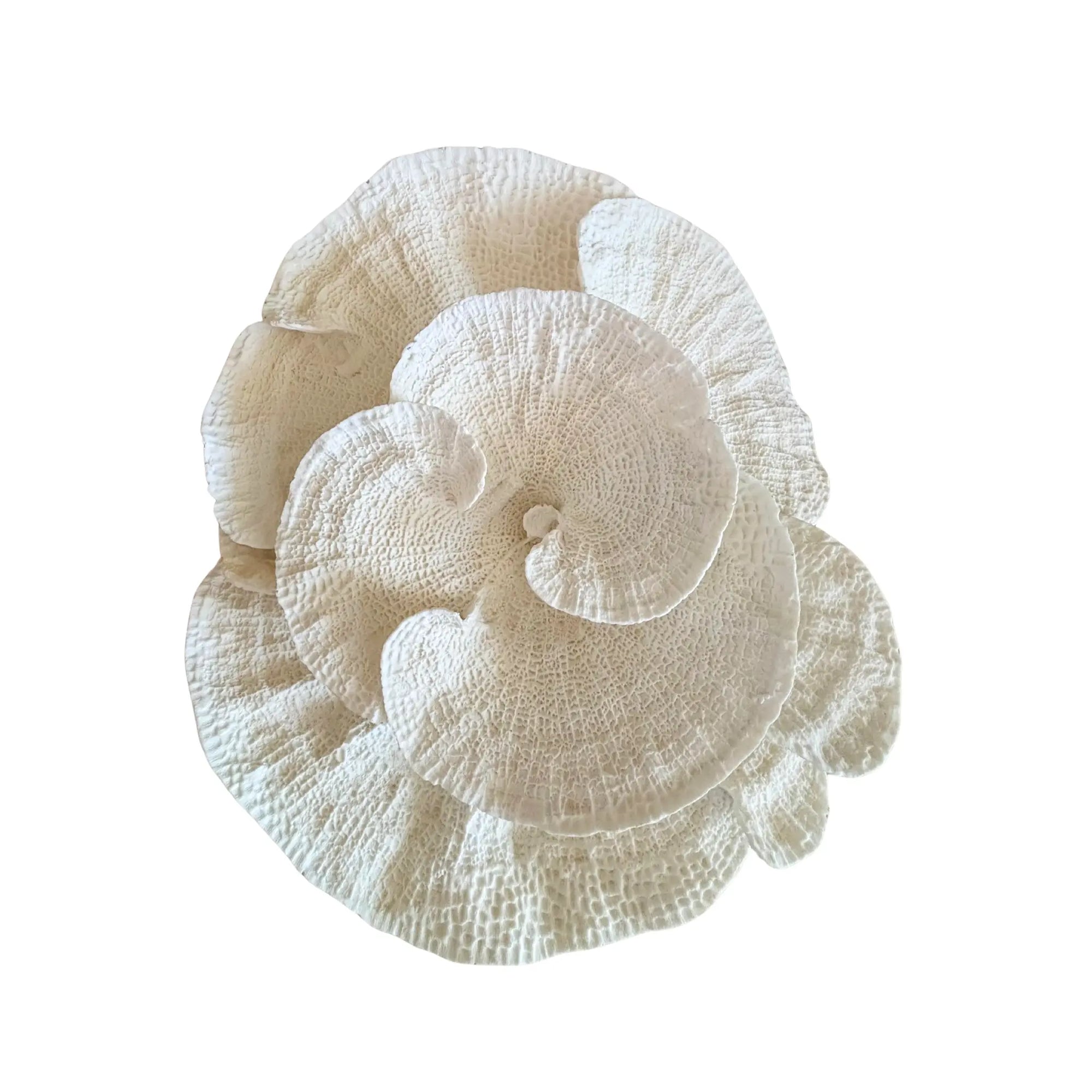 corals