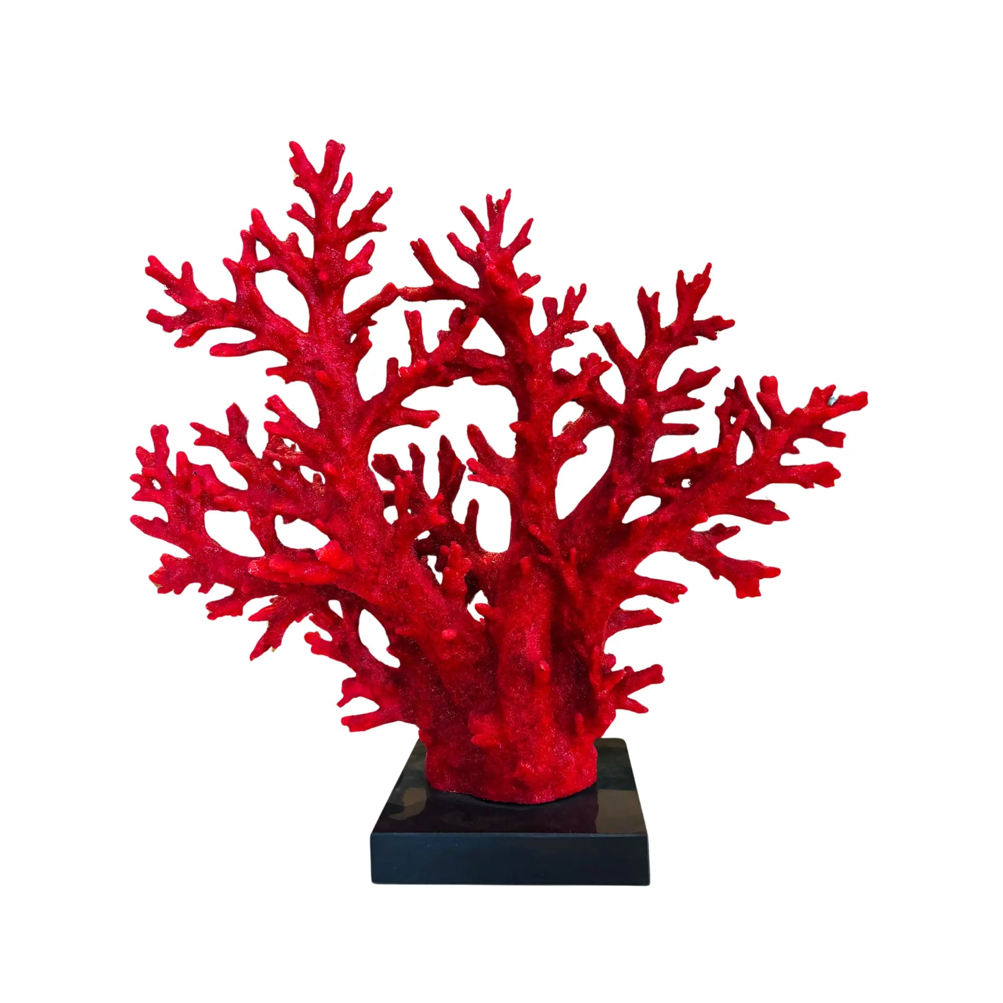 corals