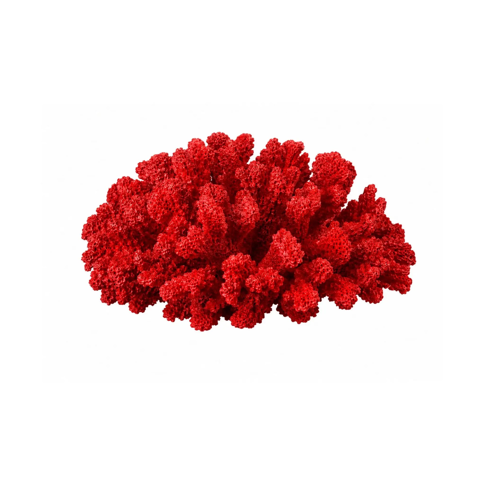 corals